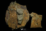 21136 - Premium Grade Soft Bodied Xiphosurid (Horseshoe Crab Ancestor) + Thoralicystis echinoderm