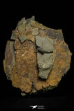 21136 - Premium Grade Soft Bodied Xiphosurid (Horseshoe Crab Ancestor) + Thoralicystis echinoderm