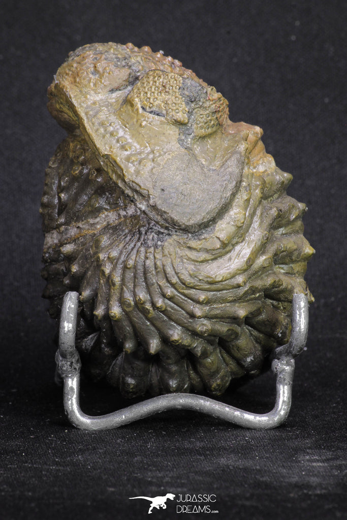 20068 - Nice Rolled 2.84 Inch Drotops armatus Middle Devonian Trilobite