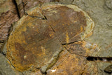 21136 - Premium Grade Soft Bodied Xiphosurid (Horseshoe Crab Ancestor) + Thoralicystis echinoderm