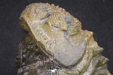 20068 - Nice Rolled 2.84 Inch Drotops armatus Middle Devonian Trilobite