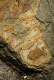 21136 - Premium Grade Soft Bodied Xiphosurid (Horseshoe Crab Ancestor) + Thoralicystis echinoderm