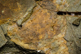 21136 - Premium Grade Soft Bodied Xiphosurid (Horseshoe Crab Ancestor) + Thoralicystis echinoderm