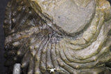 20068 - Nice Rolled 2.84 Inch Drotops armatus Middle Devonian Trilobite