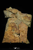 21136 - Premium Grade Soft Bodied Xiphosurid (Horseshoe Crab Ancestor) + Thoralicystis echinoderm