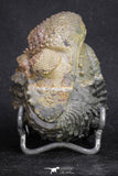 20068 - Nice Rolled 2.84 Inch Drotops armatus Middle Devonian Trilobite