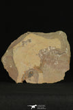30180 - Top Rare 0.50 Inch Memonia sahratiani Upper Cambrian Trilobite - Utah USA