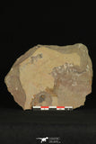 30180 - Top Rare 0.50 Inch Memonia sahratiani Upper Cambrian Trilobite - Utah USA