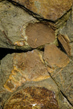21136 - Premium Grade Soft Bodied Xiphosurid (Horseshoe Crab Ancestor) + Thoralicystis echinoderm