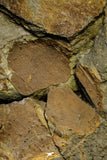 21136 - Premium Grade Soft Bodied Xiphosurid (Horseshoe Crab Ancestor) + Thoralicystis echinoderm