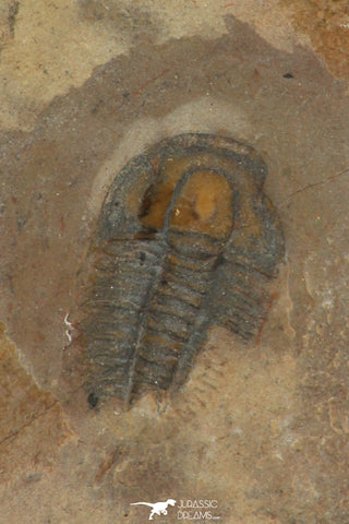 30180 - Top Rare 0.50 Inch Memonia sahratiani Upper Cambrian Trilobite - Utah USA