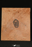 30181 - Top Beautiful 1.05 Inch Modocia weeksensis Upper Cambrian Trilobite Utah USA