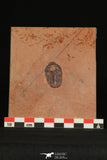 30181 - Top Beautiful 1.05 Inch Modocia weeksensis Upper Cambrian Trilobite Utah USA