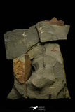 21136 - Premium Grade Soft Bodied Xiphosurid (Horseshoe Crab Ancestor) + Thoralicystis echinoderm