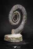 20054 - Premium Grade 4.33 Inch Anetoceras sp Devonian Ammonite "Free Standing Preparation"