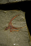 21136 - Premium Grade Soft Bodied Xiphosurid (Horseshoe Crab Ancestor) + Thoralicystis echinoderm