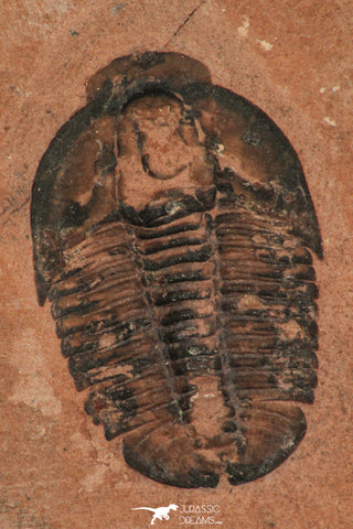 30181 - Top Beautiful 1.05 Inch Modocia weeksensis Upper Cambrian Trilobite Utah USA
