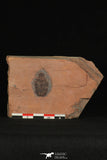 30182 - Top Rare 0.89 Inch Coosella kieri Upper Cambrian Trilobite - Utah USA