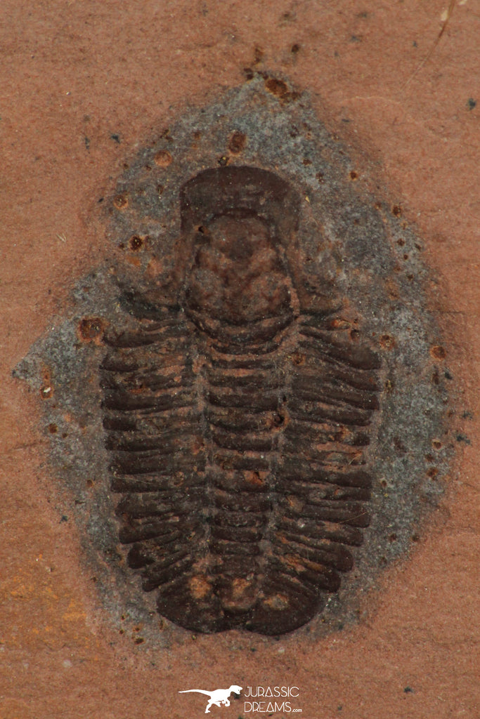 30182 - Top Rare 0.89 Inch Coosella kieri Upper Cambrian Trilobite - Utah USA