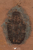 30182 - Top Rare 0.89 Inch Coosella kieri Upper Cambrian Trilobite - Utah USA