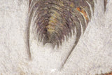 20058 - Top Rare 1.55 Inch Neltneria termieri Early Cambrian Redlichiid Trilobite