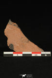 30183 - Beautiful 0.26 Inch Menomonia sp Upper Cambrian Trilobite - Utah USA