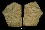 21138 - Top Rare Paradelograptus norvegicus Graptolite Lower Ordovician Fezouata Fm
