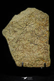 21138 - Top Rare Paradelograptus norvegicus Graptolite Lower Ordovician Fezouata Fm