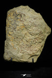 21138 - Top Rare Paradelograptus norvegicus Graptolite Lower Ordovician Fezouata Fm