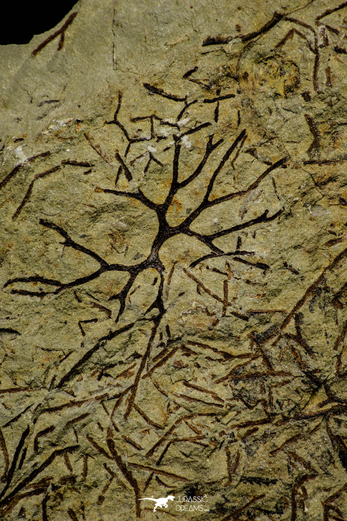 21138 - Top Rare Paradelograptus norvegicus Graptolite Lower Ordovician Fezouata Fm