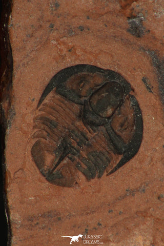 30184 - Extremely Rare Genevievella granulatus Upper Cambrian Trilobite Utah USA