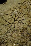 21138 - Top Rare Paradelograptus norvegicus Graptolite Lower Ordovician Fezouata Fm