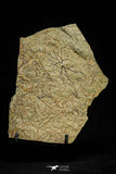 21138 - Top Rare Paradelograptus norvegicus Graptolite Lower Ordovician Fezouata Fm