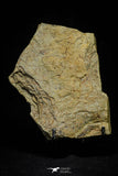 21138 - Top Rare Paradelograptus norvegicus Graptolite Lower Ordovician Fezouata Fm