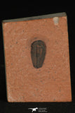 30185 - Well Preserved 0.62 Inch Menomonia sp Upper Cambrian Trilobite - Utah USA