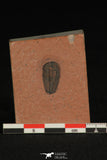 30185 - Well Preserved 0.62 Inch Menomonia sp Upper Cambrian Trilobite - Utah USA