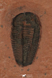 30185 - Well Preserved 0.62 Inch Menomonia sp Upper Cambrian Trilobite - Utah USA