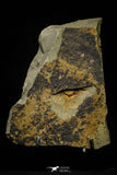 21139 - Premium Grade Soft Bodied Xiphosurid (Horseshoe Crab Ancestor) Lower Ordovician