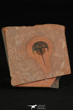 30186 - Extremely Rare Norwoodia boninoi Upper Cambrian Trilobite Utah USA