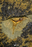 21139 - Premium Grade Soft Bodied Xiphosurid (Horseshoe Crab Ancestor) Lower Ordovician