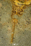 21139 - Premium Grade Soft Bodied Xiphosurid (Horseshoe Crab Ancestor) Lower Ordovician