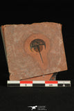 30186 - Extremely Rare Norwoodia boninoi Upper Cambrian Trilobite Utah USA