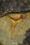 21139 - Premium Grade Soft Bodied Xiphosurid (Horseshoe Crab Ancestor) Lower Ordovician