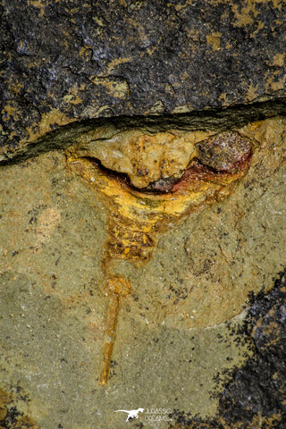 21139 - Premium Grade Soft Bodied Xiphosurid (Horseshoe Crab Ancestor) Lower Ordovician