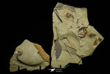21140 - Soft Bodied Aglaspid (Tremaglaspis) + Xiphosurid (Horseshoe Crab Ancestor) Lower Ordovician