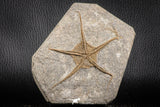 07173 -  Superb 3.80 Inch OPHIURA SP Brittlestar Upper Ordovician Ktaoua Fm