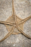 07173 -  Superb 3.80 Inch OPHIURA SP Brittlestar Upper Ordovician Ktaoua Fm
