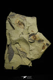 21140 - Soft Bodied Aglaspid (Tremaglaspis) + Xiphosurid (Horseshoe Crab Ancestor) Lower Ordovician