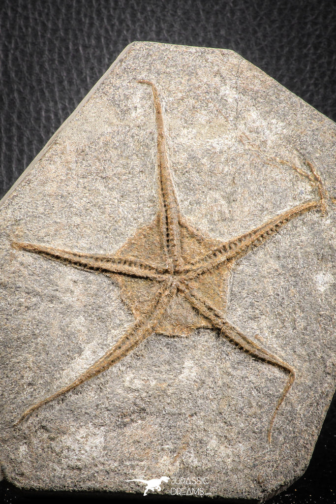 07173 -  Superb 3.80 Inch OPHIURA SP Brittlestar Upper Ordovician Ktaoua Fm