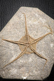 07173 -  Superb 3.80 Inch OPHIURA SP Brittlestar Upper Ordovician Ktaoua Fm